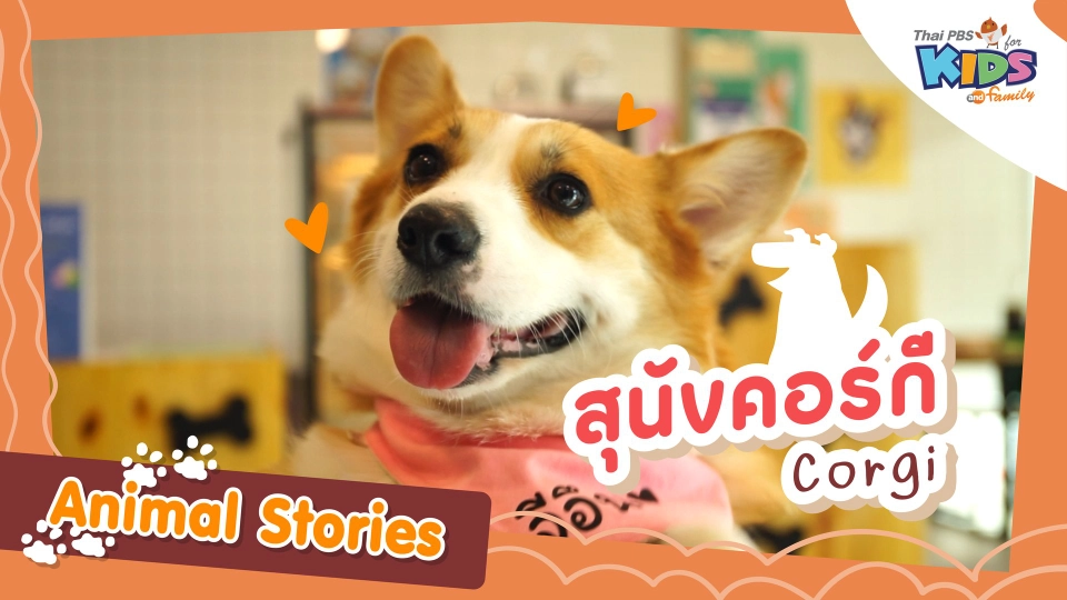 สุนัขคอร์กี (Corgi)