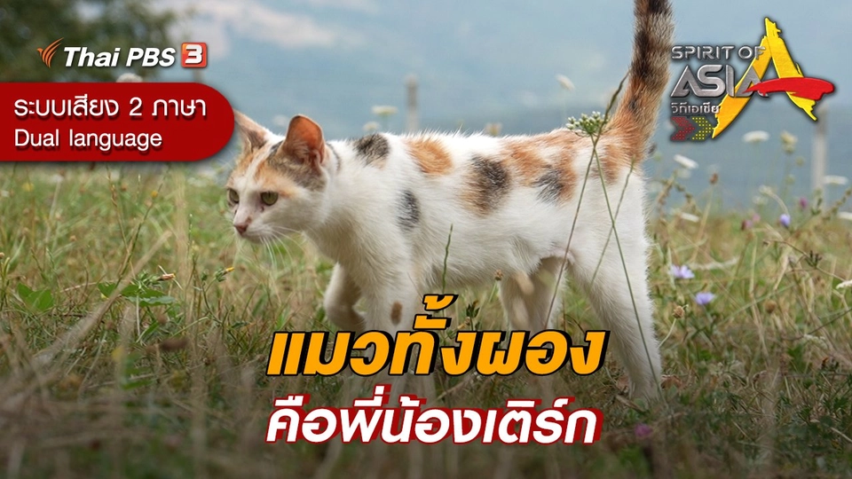 แมวทั้งผองคือพี่น้องเติร์ก