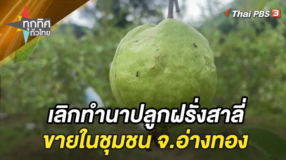 เลิกทำนาปลูกฝรั่งสาลี่ขายในชุมชน จ.อ่างทอง