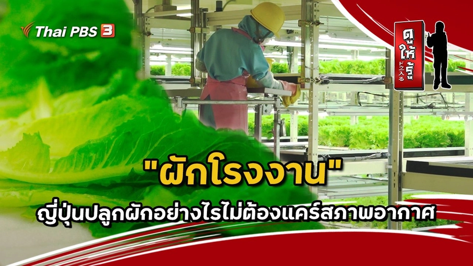 “ผักโรงงาน” ญี่ปุ่นปลูกผักอย่างไรไม่ต้องแคร์สภาพอากาศ