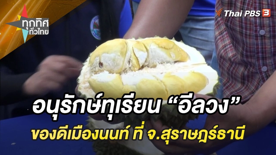 อนุรักษ์ทุเรียน “อีลวง” ของดีเมืองนนท์ ที่ จ.สุราษฎร์ธานี