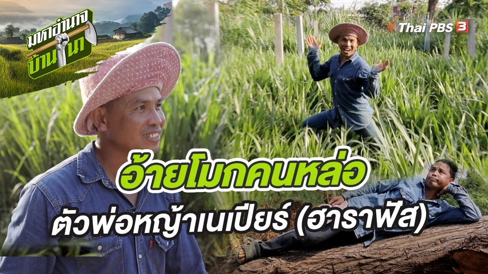 อ้ายโมกคนหล่อ ตัวพ่อหญ้าเนเปียร์ (ฮาราฟัส)