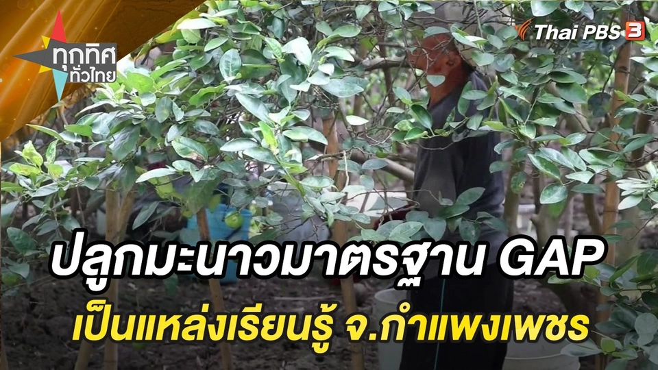 ปลูกมะนาวมาตรฐาน GAP เป็นแหล่งเรียนรู้ชุมชน จ.กำแพงเพชร