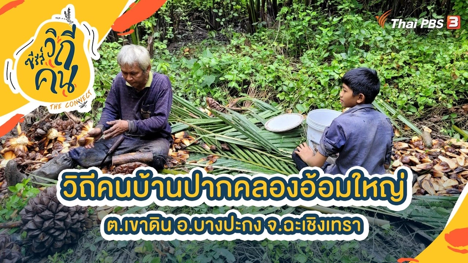 วิถีคนบ้านปากคลองอ้อมใหญ่ ต.เขาดิน อ.บางปะกง จ.ฉะเชิงเทรา