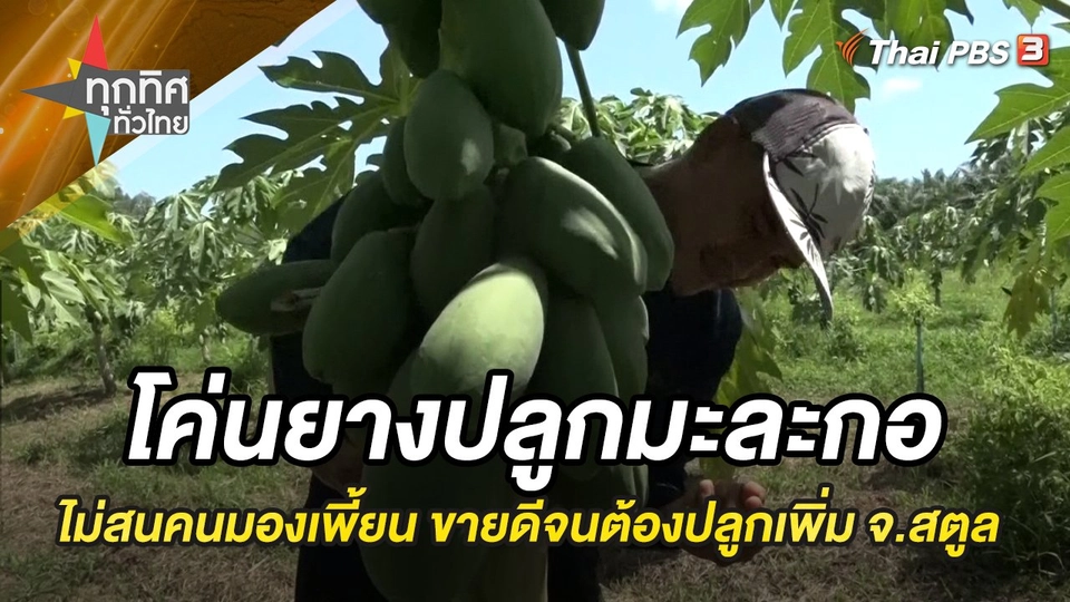 โค่นยางปลูกมะละกอ ไม่สนคนมองเพี้ยน ขายดีจนต้องปลูกเพิ่ม จ.สตูล