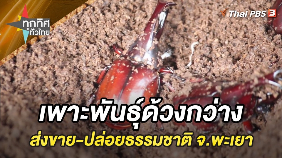 เพาะพันธุ์ด้วงกว่างส่งขาย-ปล่อยธรรมชาติ จ.พะเยา