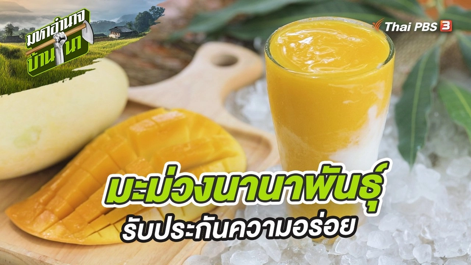 มะม่วงนานาพันธุ์ รับประกันความอร่อย