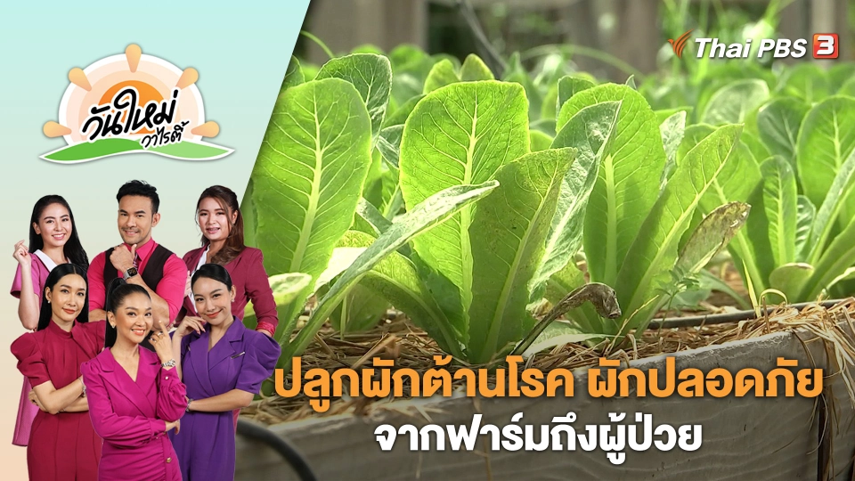 ปลูกผักต้านโรค ผักปลอดภัยจากฟาร์มถึงผู้ป่วย | วันใหม่วาไรตี้ | 6 ก.ค. 66