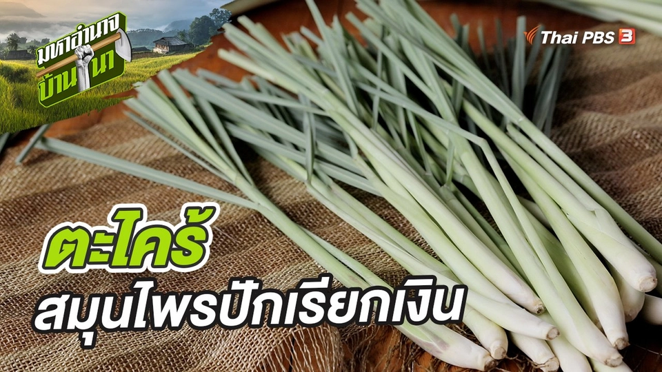 ตะไคร้ สมุนไพรปักเรียกเงิน