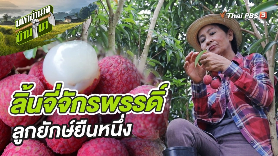 ลิ้นจี่จักรพรรดิ์ ลูกยักษ์ยืนหนึ่ง