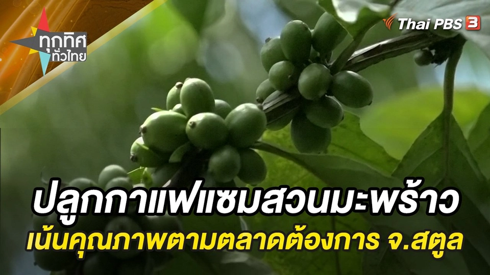 ปลูกกาแฟแซมสวนมะพร้าว เน้นคุณภาพตามตลาดต้องการ จ.สตูล