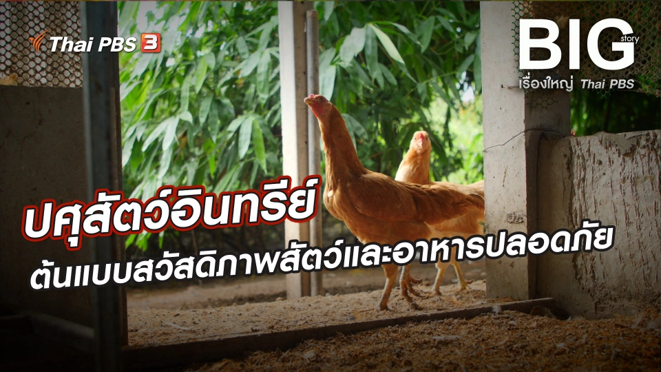 ปศุสัตว์อินทรีย์ ต้นแบบสวัสดิภาพสัตว์และอาหารปลอดภัย