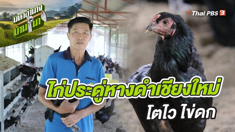ไก่ประดู่หางดำเชียงใหม่ โตไว ไข่ดก