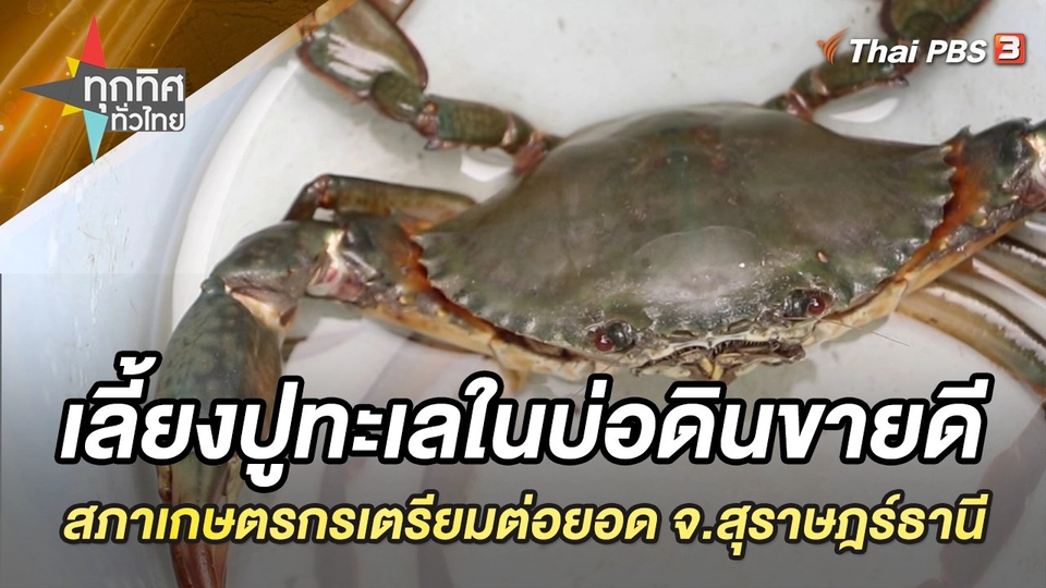 เลี้ยงปูทะเลในบ่อดินขายดี สภาเกษตรกรเตรียมต่อยอด จ.สุราษฎร์ธานี