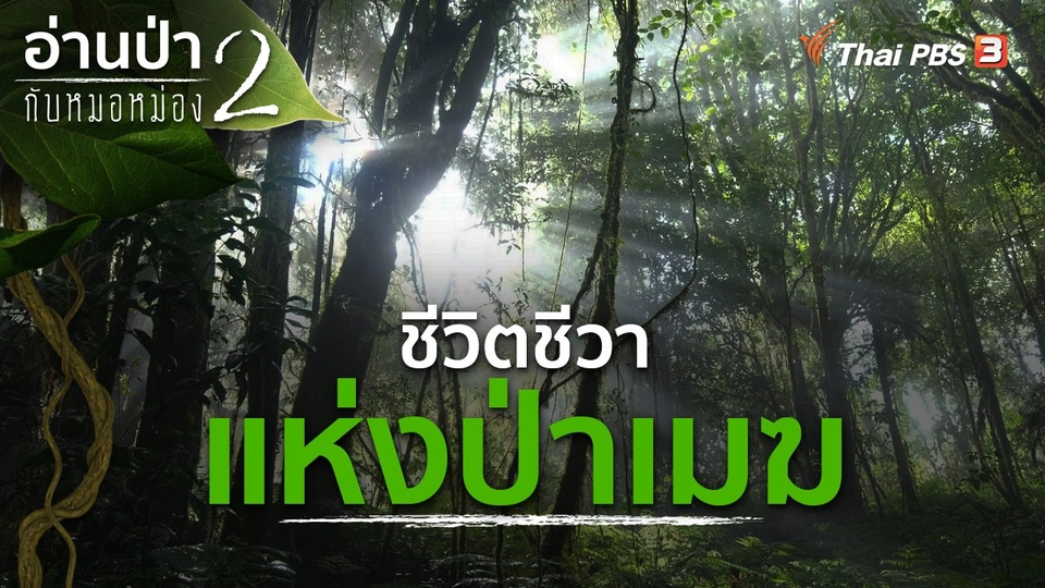 ชีวิตชีวาแห่งป่าเมฆ