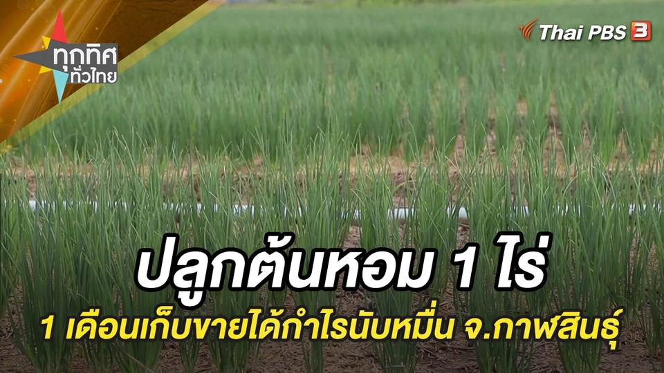 ปลูกต้นหอม 1 ไร่ 1 เดือน เก็บขายได้กำไรนับหมื่น จ.กาฬสินธุ์