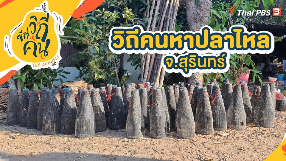 วิถีคนหาปลาไหล จ.สุรินทร์