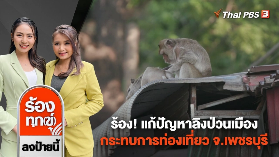ร้อง! แก้ปัญหาลิงป่วนเมือง กระทบการท่องเที่ยว จ.เพชรบุรี