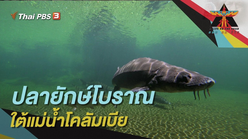 ปลายักษ์โบราณใต้แม่น้ำโคลัมเบีย