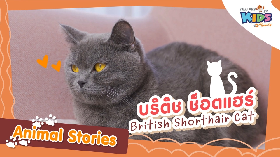 บริติช ช็อตแฮร์ (British Shorthair Cat)