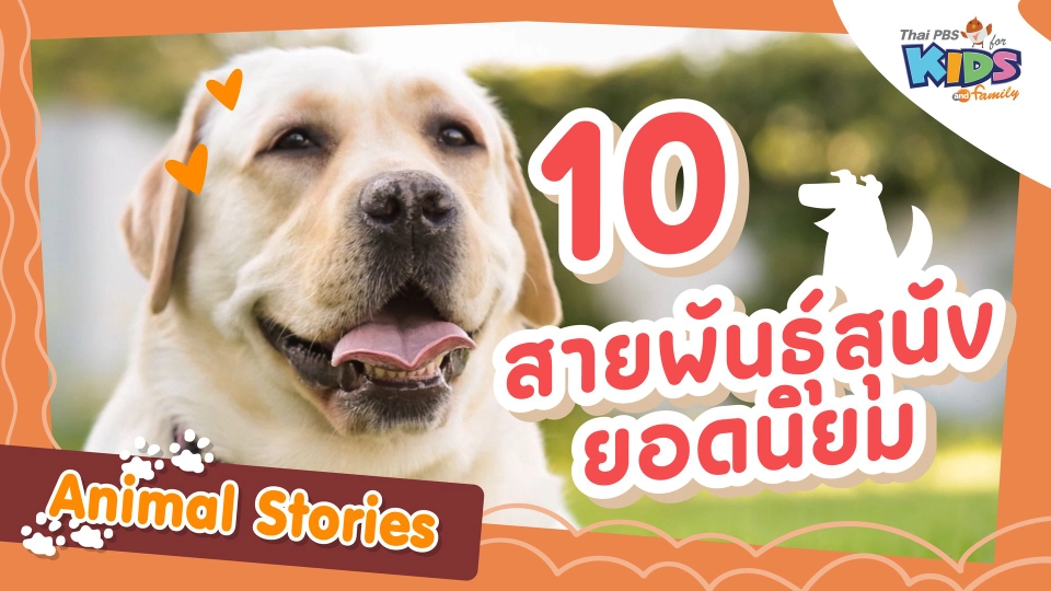 10 สายพันธุ์สุนัขยอดนิยม