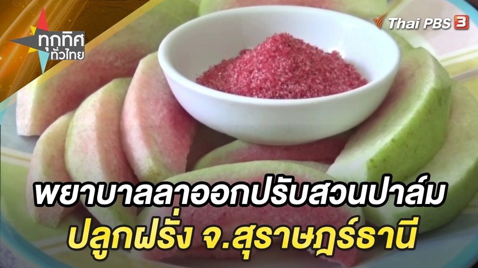 พยาบาลลาออกปรับสวนปาล์มปลูกฝรั่ง จ.สุราษฎร์ธานี