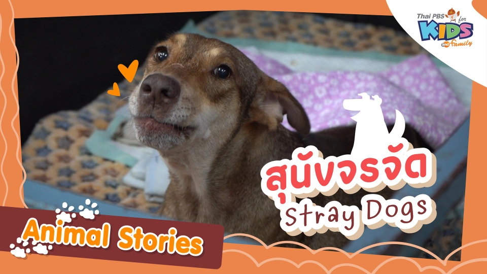 สุนัขจรจัด