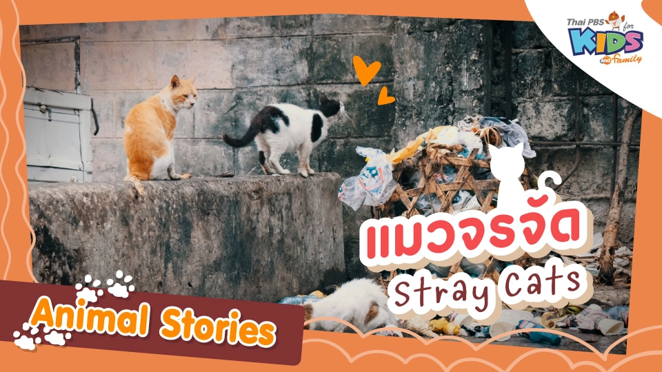 แมวจรจัด