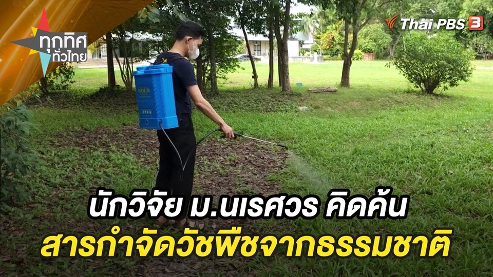 นักวิจัย ม.นเรศวร คิดค้นสารกำจัดวัชพืชจากธรรมชาติ