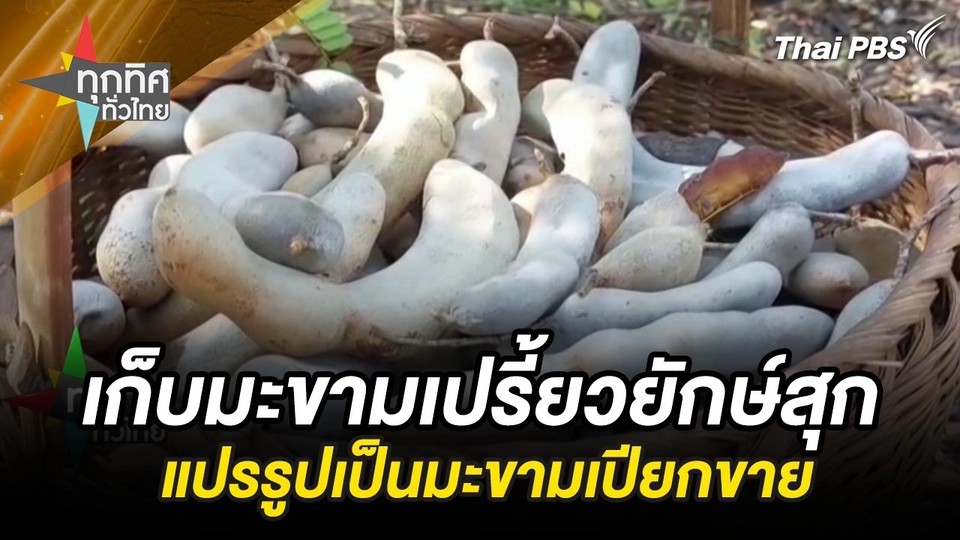 เก็บมะขามเปรี้ยวสุกแปรรูปเป็นมะขามเปียกขาย จ.นครราชสีมา