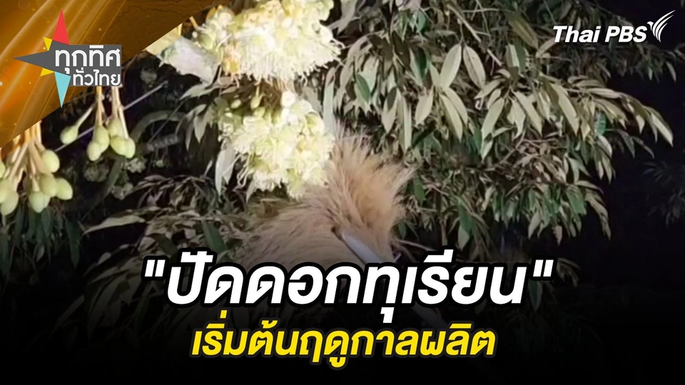 "ปัดดอกทุเรียน" เริ่มต้นฤดูกาลผลิต