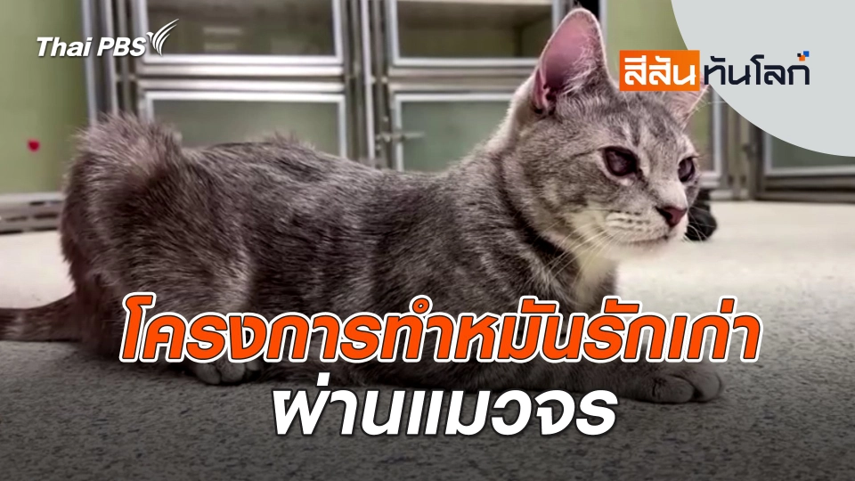 โครงการทำหมันรักเก่าผ่านแมวจร  | สีสันทันโลก | 10 ก.พ. 67