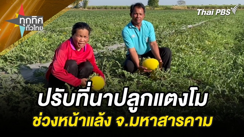 ปรับที่นาปลูกแตงโมช่วงหน้าแล้ง จ.มหาสารคาม