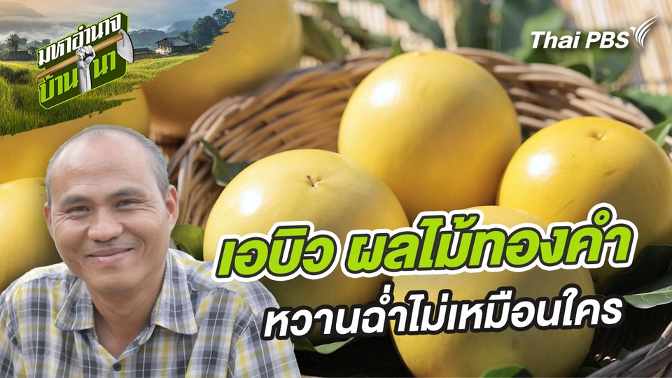 เอบิว ผลไม้ทองคำ หวานฉ่ำไม่เหมือนใคร