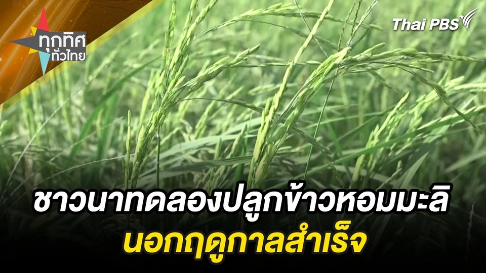 ชาวนาทดลองปลูกข้าวหอมมะลินอกฤดูกาลสำเร็จ