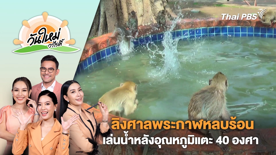 ลิงศาลพระกาฬหลบร้อนเล่นน้ำหลังอุณหภูมิแตะ 40 องศา | วันใหม่วาไรตี้ | 8 มี.ค. 67