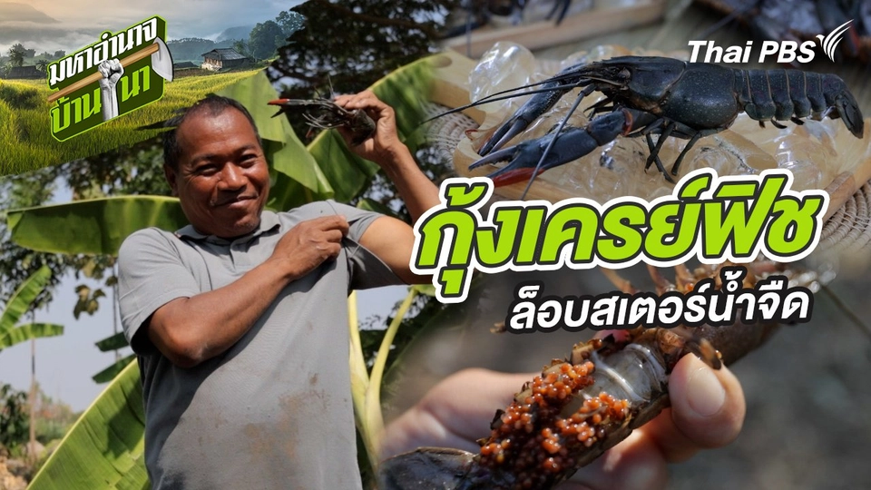 กุ้งเครย์ฟิช ล็อบสเตอร์น้ำจืด