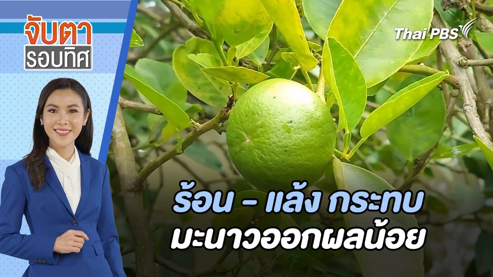 ร้อน - แล้ง กระทบมะนาวออกผลน้อย | จับตารอบทิศ | 21 มี.ค. 67