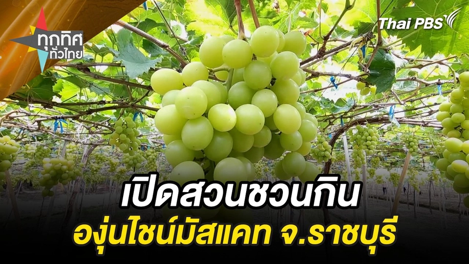 เปิดสวนชวนกินองุ่นไชน์มัสแคท จ.ราชบุรี