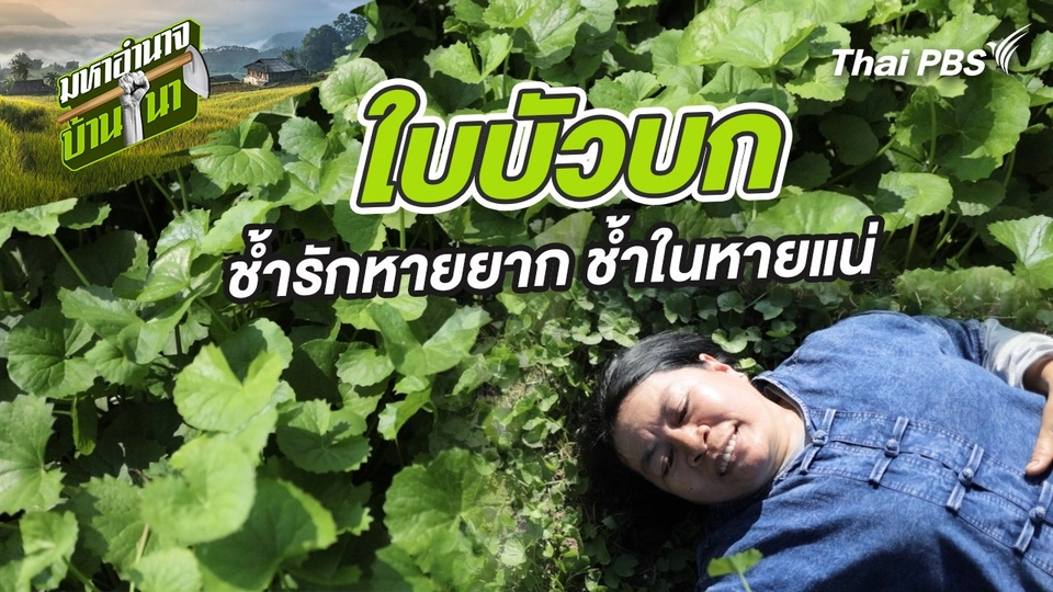 ใบบัวบก ช้ำรักหายยาก ช้ำในหายแน่