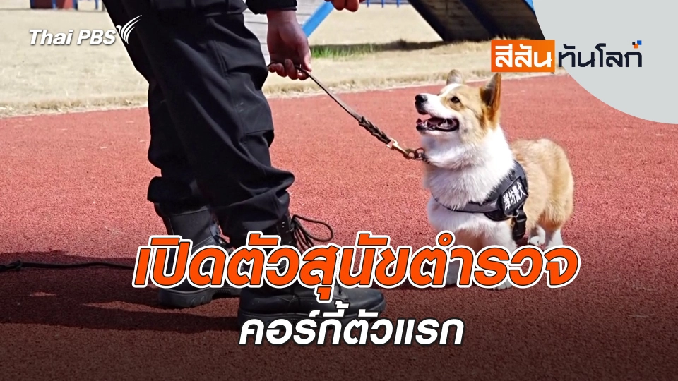 เปิดตัวสุนัขตำรวจคอร์กี้ตัวแรก | สีสันทันโลก | 6 เม.ย. 67