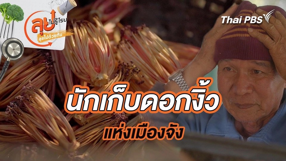 นักเก็บดอกงิ้วแห่งเมืองจัง