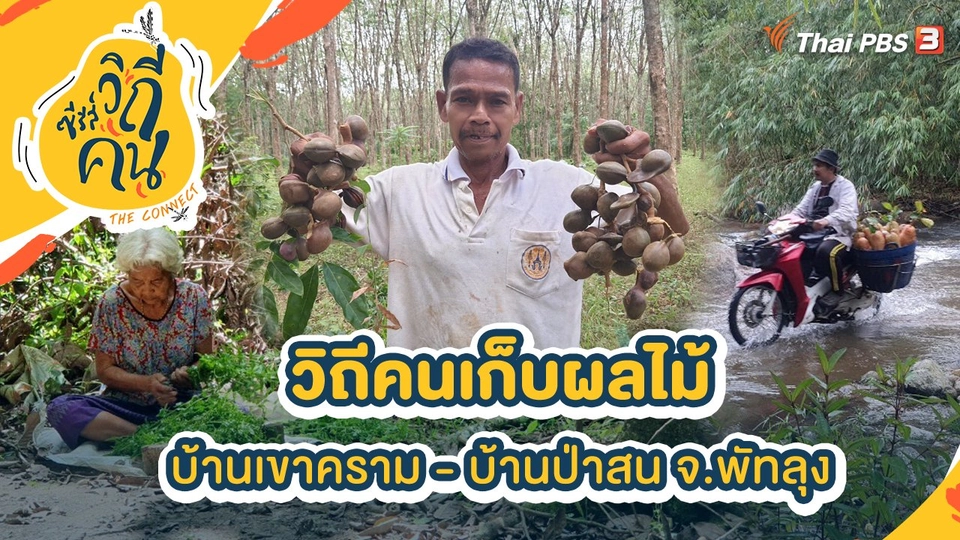 วิถีคนเก็บผลไม้ บ้านเขาคราม - บ้านป่าสน อ.ศรีนครินทร์ จ.พัทลุง