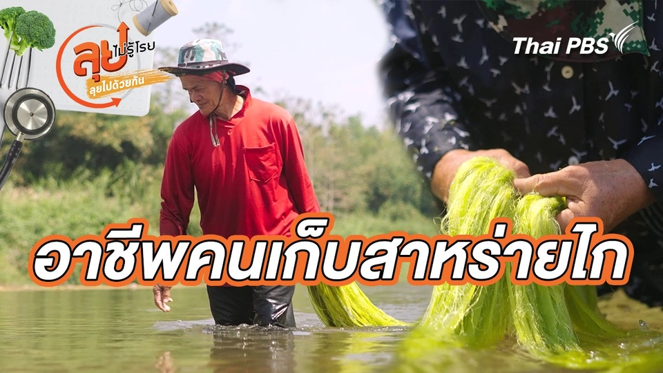 อาชีพคนเก็บสาหร่ายไก