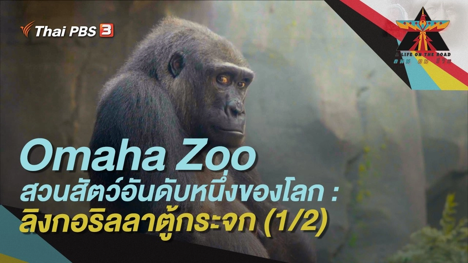 Omaha Zoo สวนสัตว์อันดับหนึ่งของโลก : ลิงกอริลลาตู้กระจก (1/2)