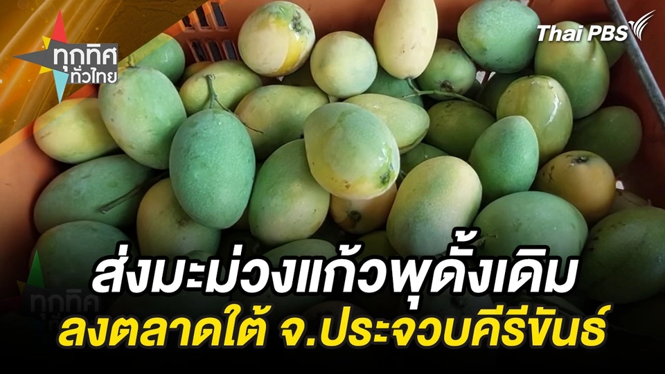 ส่งมะม่วงแก้วพุดั้งเดิมลงตลาดใต้ จ.ประจวบคีรีขันธ์