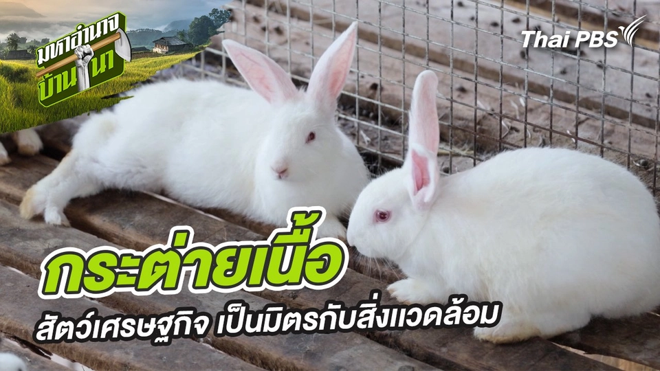 กระต่ายเนื้อ สัตว์เศรษฐกิจ เป็นมิตรกับสิ่งเเวดล้อม