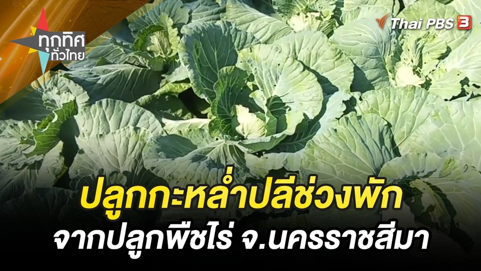 ปลูกกะหล่ำปลีช่วงพักจากการปลูกพืชไร่ จ.นครราชสีมา