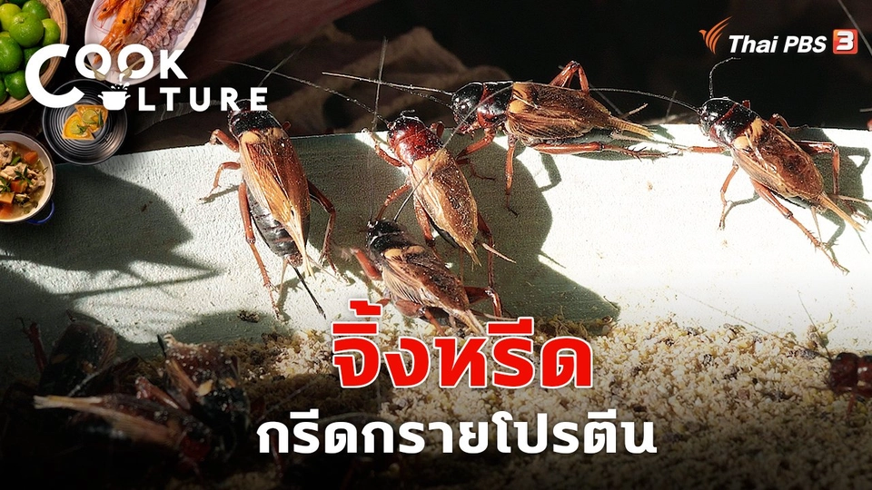 จิ้งหรีดกรีดกรายโปรตีน