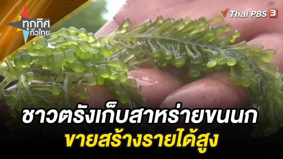 เก็บสาหร่ายขนนกขายสร้างรายได้สูง จ.ตรัง